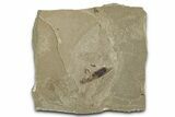 Eocene Fossil Grasshopper (Caelifera) - Green River Formation #368764-1